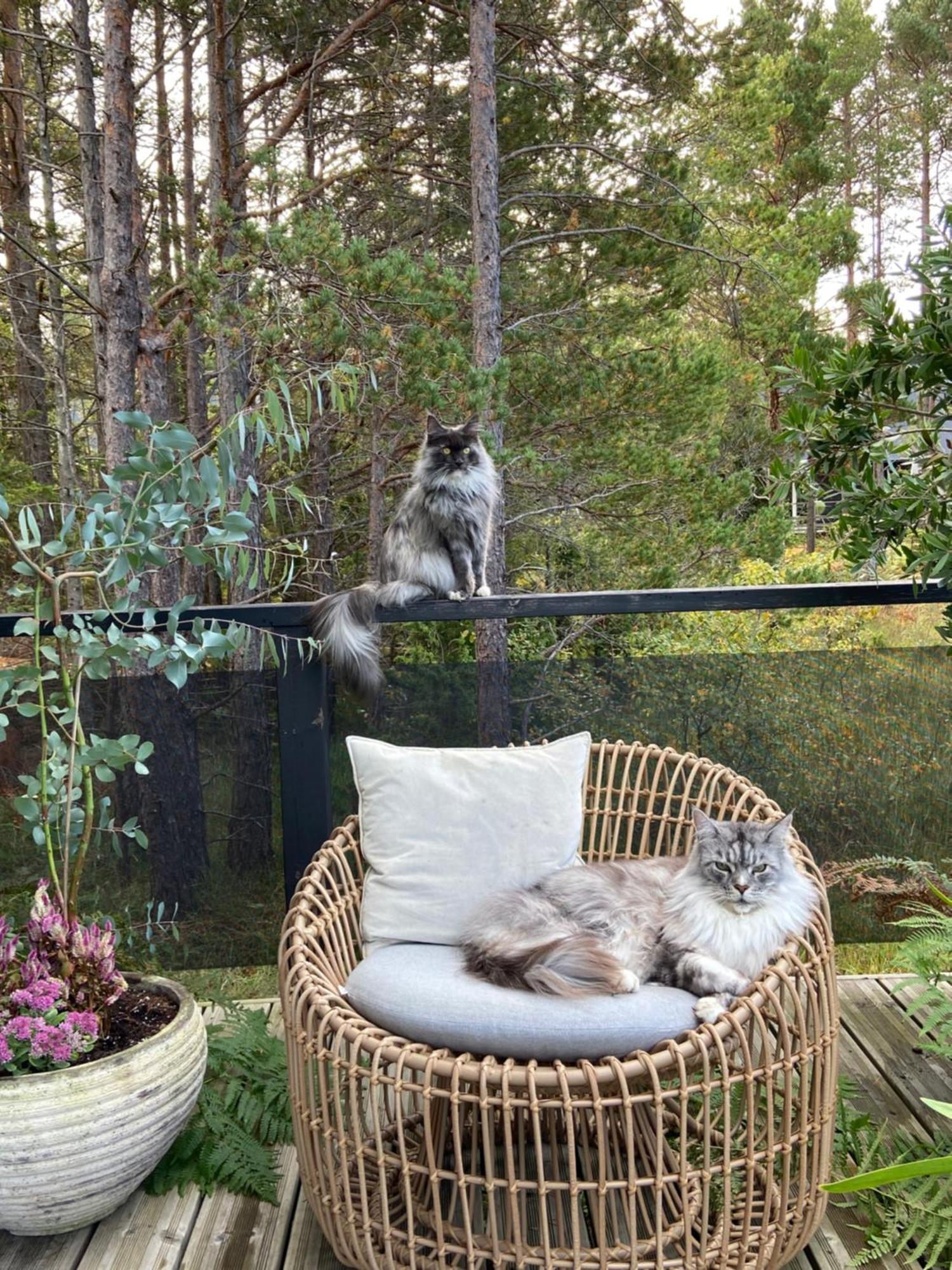 Maven Kustnaera Stugor Kappelshamn Esterno foto
